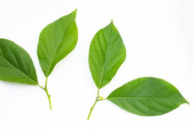 Beyaz arkaplanda Avokado yaprakları.