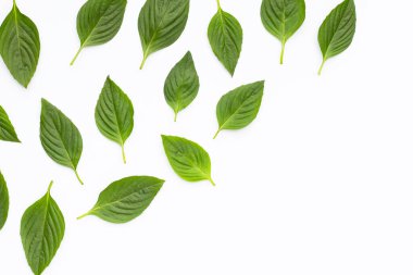 Beyaz arkaplanda tatlı fesleğen yaprakları.