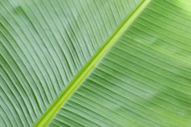 Banana leaf teaxture for background.