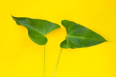 Flamingo çiçeği ya da at kuyruklu anthurium yaprakları