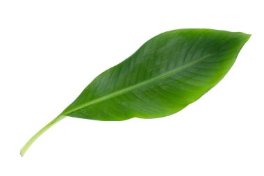 taze muz yaprak beyaz arka plan üzerinde.