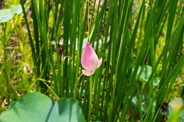 Pink lotus flower blooming in pond with green leaves