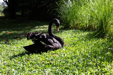 Parktaki siyah kuğu.