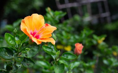 Blossom of yellow hibiscus flower on tree