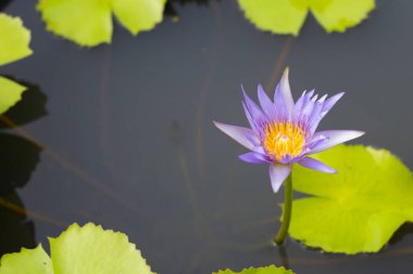 Beautiful blooming Nymphaea lotus flower with leaves, Water lily pot