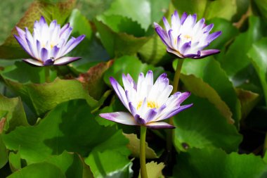 Beautiful blooming Nymphaea lotus flower with leaves, Water lily pot