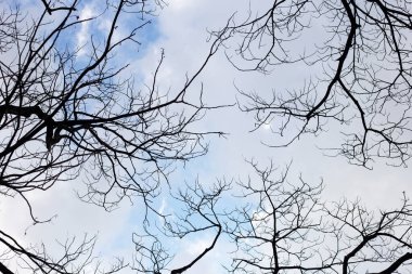 Mavi gökyüzü ve bulutlu ölü dallar.