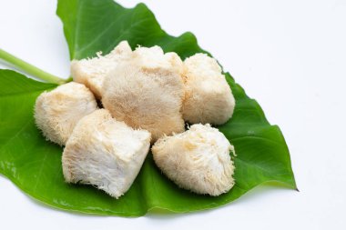 Taze ender bulunan aslan yelesi mantarı