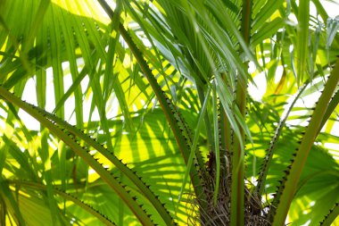 Palmiye ağacı. Güzel yeşil yapraklar