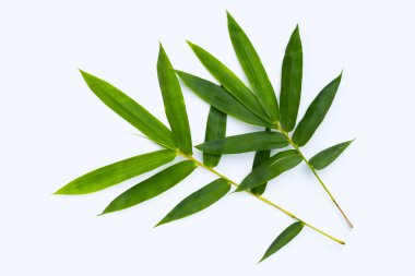 Bambu yaprağı. Beyaz arkaplanda taze yeşil yapraklar.