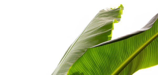 Banana leaves with copy space