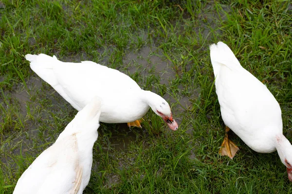 Free range duck farm. Natural organic duck