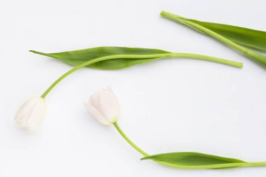 Beyaz arkaplanda beyaz pembe laleler.