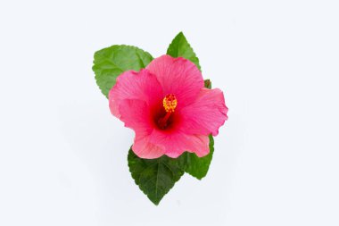 Hibiscus çiçek beyaz arka plan üzerinde.