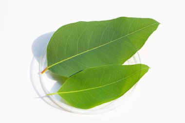 Beyaz arka planda petri kabında taze okaliptüs yaprakları.