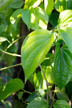 Bahçede yeşil betel yaprakları