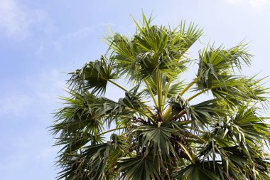 Mavi gökyüzü olan palmiye ağacı