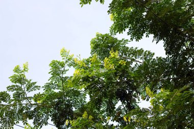 Rain tree leaves. Samanca Saman (Jacq) Merr.