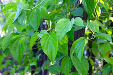 Bahçede yeşil betel yaprakları