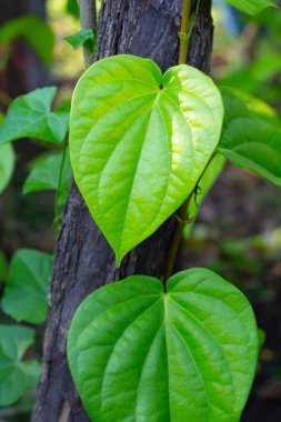 Bahçede yeşil betel yaprakları