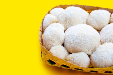 Fresh lion's mane mushroom on yellow background.