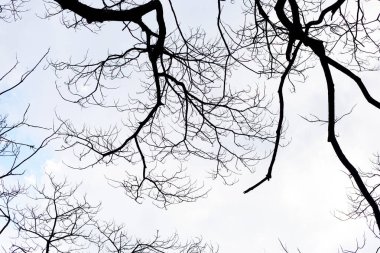 Mavi gökyüzü ve bulutlu ölü dallar.