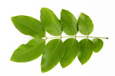 Beyaz arkaplanda altın duş yaprakları veya fistül çiçeği.