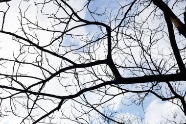 Mavi gökyüzü ve bulutlu ölü dallar.