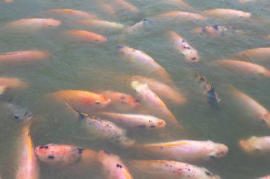 Göletteki Kırmızı Tilapia Balığı