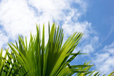 Mavi gökyüzü olan palmiye ağacı