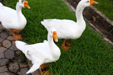 Parkta yiyecek arayan beyaz kazlar