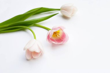 Beyaz arkaplanda beyaz pembe laleler.