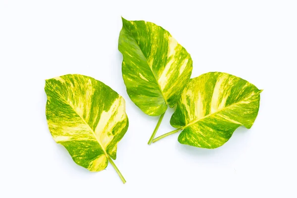 Golden pothos or devil\'s ivy leaves on white background.