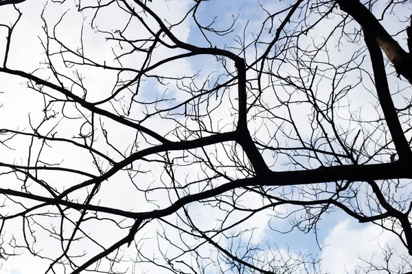 Mavi gökyüzü ve bulutlu ölü dallar.