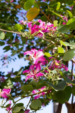 Bauhinia purpurea tree with pink flower