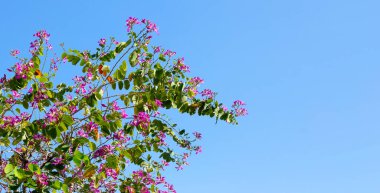 Bauhinia purpurea tree with pink flower