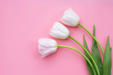 Pembe arka planda beyaz pembe laleler.