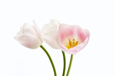 Beyaz arkaplanda beyaz pembe laleler.