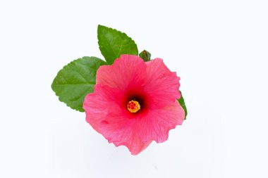 Hibiscus çiçek beyaz arka plan üzerinde.