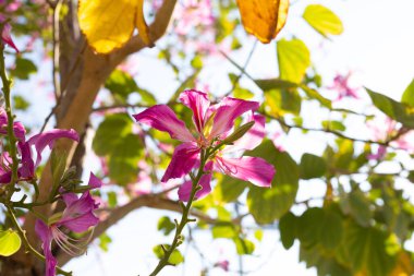 Bauhinia purpurea tree with pink flower