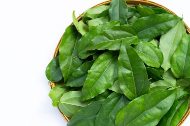 Taze tiacora triandra yeşil yaprakları