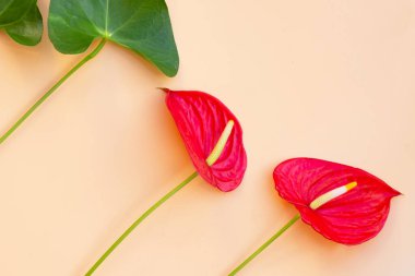 Flamingo Çiçeği ya da At Kuyruğu Andoryumu