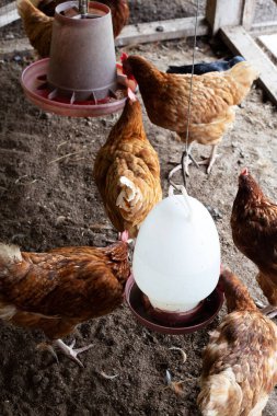 Geleneksel tavuk çiftliğinde tavuklar veya tavuklar