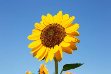 Sunflower field with blue sky. Beautiful summer landscape.