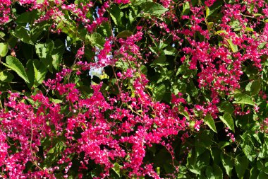 Meksikalı sürüngen, aşk zinciri, mercan sarmaşığı. Pembe çiçek