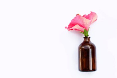 Hibiscus çiçek beyaz arka plan üzerinde.