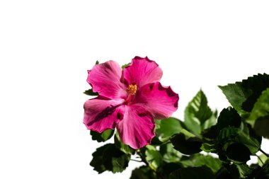 Hibiscus çiçek beyaz arka plan üzerinde.