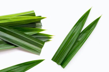 taze pandan beyaz zemin üzerine bırakır..