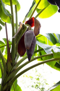 muz ağacı üzerinde muz çiçeği