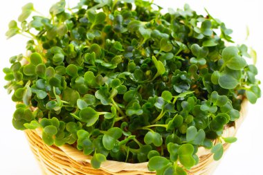 Beyaz arkaplanda lahana filizleri.